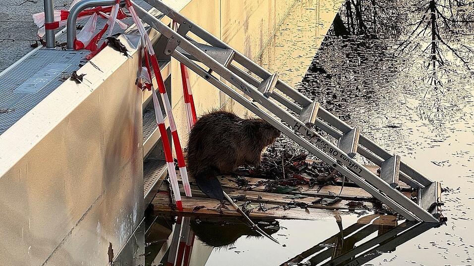 Weil der Biber nicht mehr aus dem halb gef&uuml;llten Schwimmbecken herauskam, baute ihm die Feuerwehr eine Rampe.