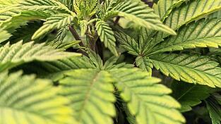 Künftig soll in Freilassing Cannabis angebaut werden. Der Weg dahin ist aber steinig.