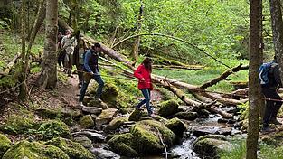 &Uuml;ber Stock und Stein ging es bei der Er&ouml;ffnungswanderung auf dem neuen &bdquo;Wandersteig H&ouml;llensteinsee&ldquo;.
