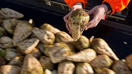 2.263 Zuckerr&uuml;benbauern gibt es in Niederbayern und der Oberpfalz. Viele von ihnen blicken besorgt in das kommende Jahr.
