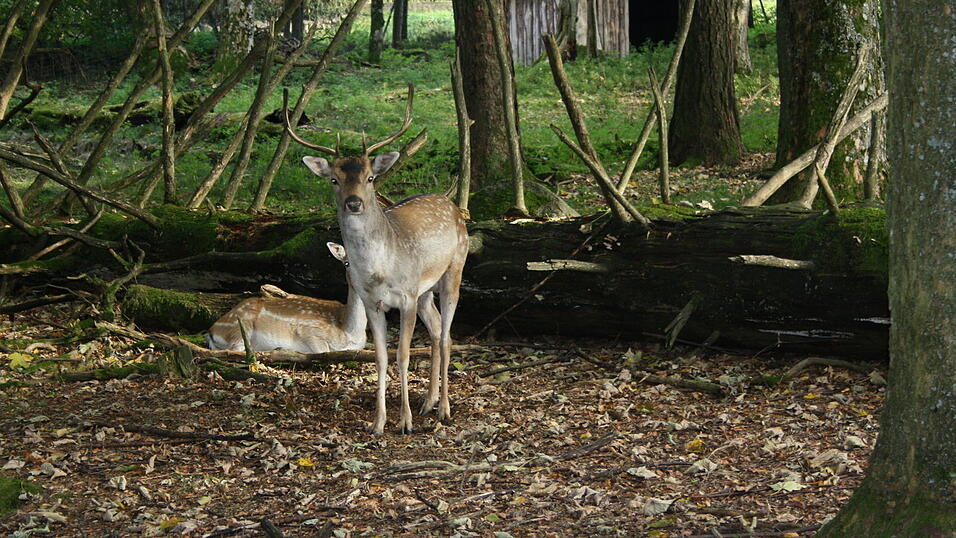 In dem rund fünf Hektar großen Wildnisgelände leben Rehe, Hirsche, Wildkatzen und Luchse.