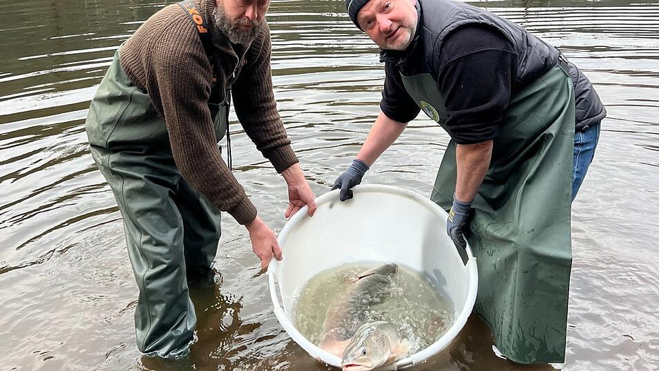 Neue Heimat für den König der bayerischen Fische: Stefan Plendl (r.), Vorsitzender des Bezirksfischereivereins Straubing, gemeinsam mit dem 2. Gewässerwart Bernd Groß beim Aussetzen von adulten Huchen. Neue Heimat für den König der bayerischen Fische: Stefan Plendl (r.), Vorsitzender des Bezirksfischereivereins Straubing, gemeinsam mit dem 2. Gewässerwart Bernd Groß beim Aussetzen von adulten Huchen.