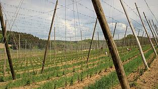 Anfang Mai werden auf den Hopfenfeldern die Stecklinge an langen Auflaufdrähten befestigt - innerhalb von sechs Wochen werden sie rund sechs Meter hoch.