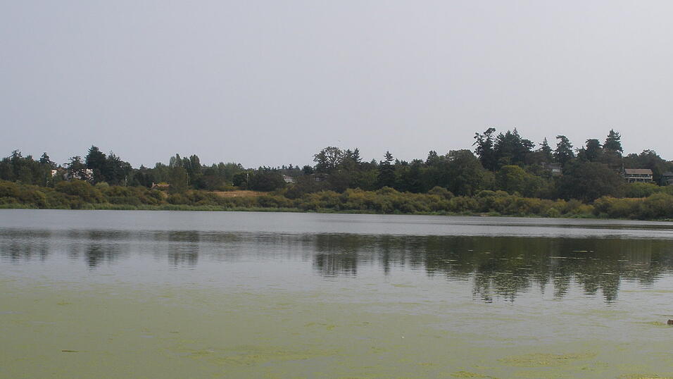 Der Swan Lake ist ein See mitten im Grünen, um den herum man viele verschiedenen Vogelarten sehen kann.