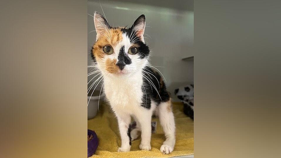 Cindy sucht ein Zuhause als Einzelprinzessin. Cindy sucht ein Zuhause als Einzelprinzessin.