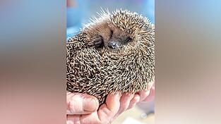 Mittlerweile leben nur noch 65 Igel bei Monika Lüdtke. Mittlerweile leben nur noch 65 Igel bei Monika Lüdtke.