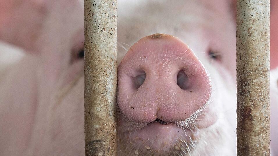 In Bayern gibt es etwas mehr Schweine - obwohl die Zahl der Betriebe, die Schweine halten, gesunken ist. (Symbolbild) In Bayern gibt es etwas mehr Schweine - obwohl die Zahl der Betriebe, die Schweine halten, gesunken ist. (Symbolbild)