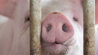 In Bayern gibt es etwas mehr Schweine - obwohl die Zahl der Betriebe, die Schweine halten, gesunken ist. (Symbolbild) In Bayern gibt es etwas mehr Schweine - obwohl die Zahl der Betriebe, die Schweine halten, gesunken ist. (Symbolbild)