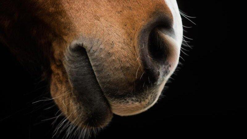 Eine Frau aus Stephansposching wurde beim Kauf eines Pferdes betrogen. (Symbolbild) Eine Frau aus Stephansposching wurde beim Kauf eines Pferdes betrogen. (Symbolbild)