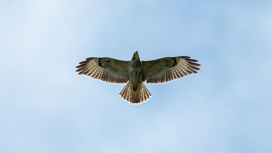 Ein Bussard hat auf der Autobahn die Kollision mit einem Wagen überlebt. (Symbolfoto) Ein Bussard hat auf der Autobahn die Kollision mit einem Wagen überlebt. (Symbolfoto)
