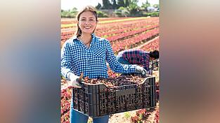 Eine Gemüsebäuerin bei der Ernte. Viele Frauen arbeiten in der Landwirtschaft, aber nur wenige haben Führungspositionen oder werden bei der Hofübergabe berücksichtigt. Eine Gemüsebäuerin bei der Ernte. Viele Frauen arbeiten in der Landwirtschaft, aber nur wenige haben Führungspositionen oder werden bei der Hofübergabe berücksichtigt.