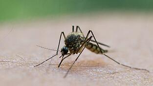 Durch einen Mückenstich soll sich ein Mann im Landkreis Aschaffenburg mit dem West-Nil-Virus angesteckt haben. (Symbolbild)
