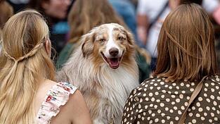 Für vierbeinige Internet-Stars gibt es den German Petfluencer Award. Für vierbeinige Internet-Stars gibt es den German Petfluencer Award.