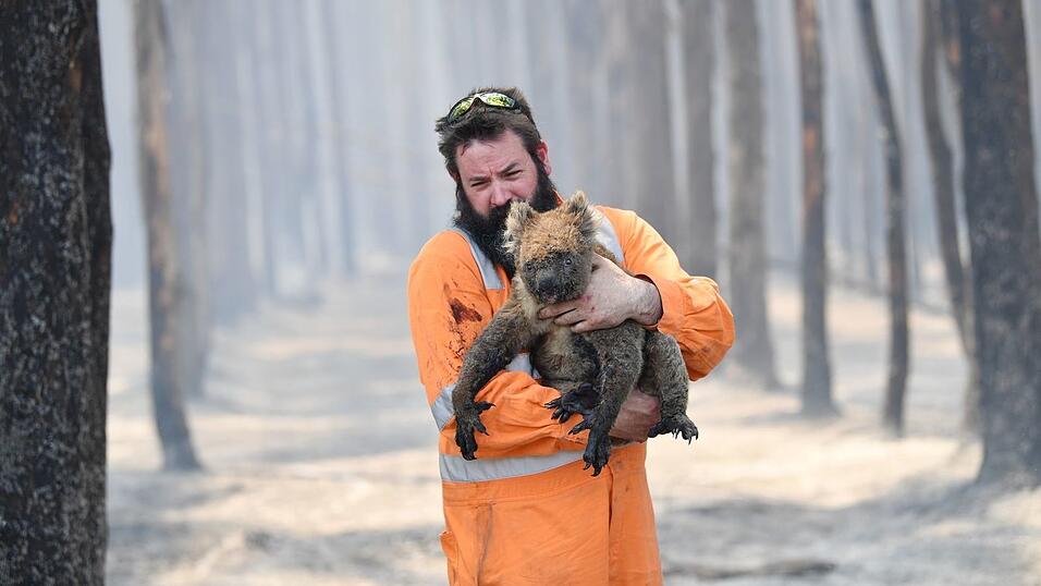 Zehntausende Koalas wurden bei den Waldbr&auml;nden in den Jahren 2019 und 2020 get&ouml;tet oder verletzt. (Archivbild)