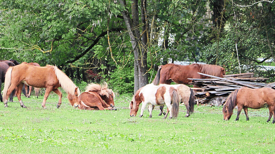 Auf dem Ponyhof Ettersdorf haben Isländer und Shetlandponies eine ganz besondere Heimat gefunden. Gemeinsam in der Herde verbringen die Pferde das Jahr über draußen und können gemeinsam spielen und sich austoben. Auf dem Ponyhof Ettersdorf haben Isländer und Shetlandponies eine ganz besondere Heimat gefunden. Gemeinsam in der Herde verbringen die Pferde das Jahr über draußen und können gemeinsam spielen und sich austoben.