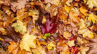 Das Wetter in Bayern zeigt sich weiter herbstlich. (Archivbild)