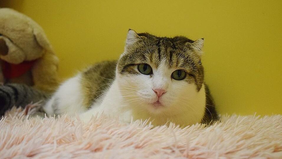 Scottish-Fold-Katze mit typischem Gendeffekt.