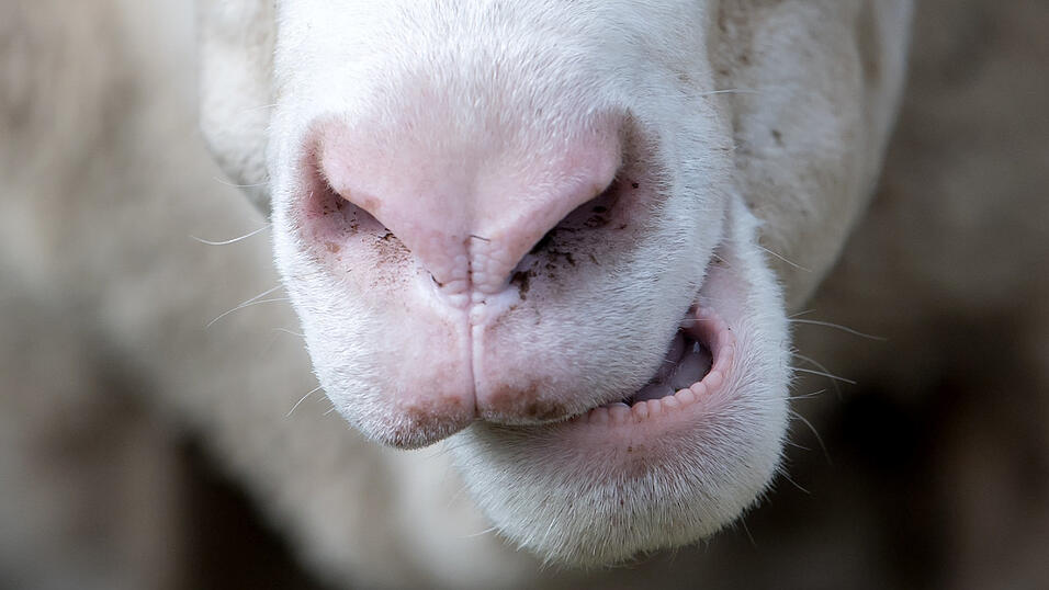 Schafmaul (Symbolbild)