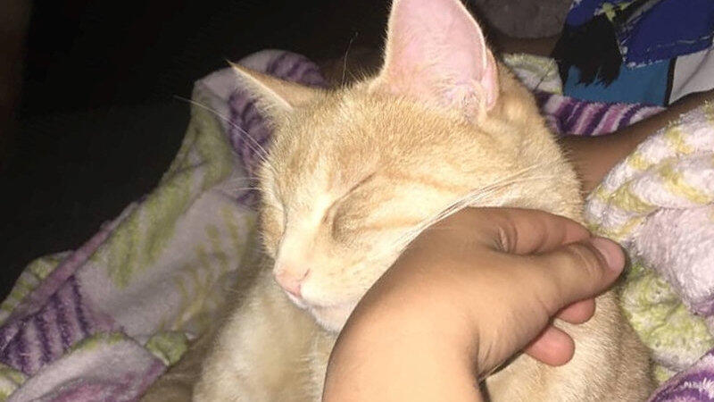 Luna soll am Nachmittag operiert werden. Luna soll am Nachmittag operiert werden.