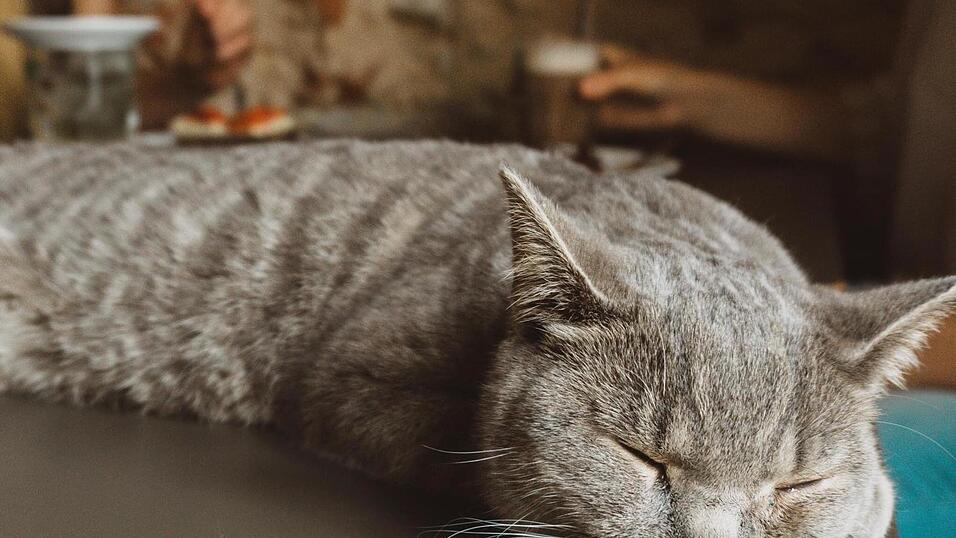 Auch an den sechs tierischen Bewohner des Regensburger Katzentempels geht Corona nicht spurlos vorbei. Die angeordnete Schließung der Gastronomie hat das Leben der Samtpfoten auf den Kopf gestellt. Wo sind bloß all die Spielkameraden hin? Auch an den sechs tierischen Bewohner des Regensburger Katzentempels geht Corona nicht spurlos vorbei. Die angeordnete Schließung der Gastronomie hat das Leben der Samtpfoten auf den Kopf gestellt. Wo sind bloß all die Spielkameraden hin?