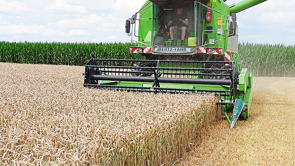 Ein Landwirt bei der Getreideernte: Der Winterweizen wurde bereits im Herbst ausges&auml;t, vor allem hochwertige Qualit&auml;ten mit einem hohen Eiwei&szlig;gehalt lassen sich nur schwer und auch nur mit Preisabschl&auml;gen vermarkten.