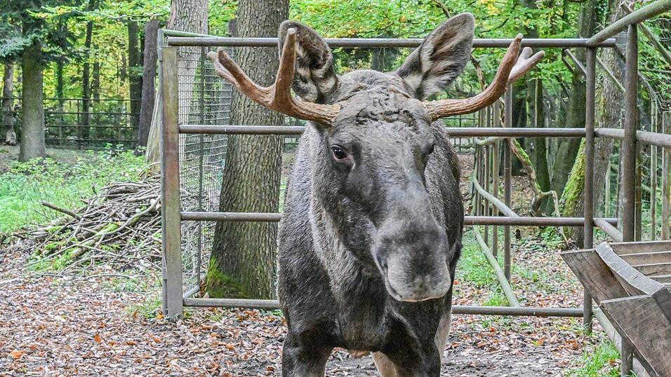Wohin mit Schwarzwald-Elch Erwin alias Lord Fynn? (Archivfoto)