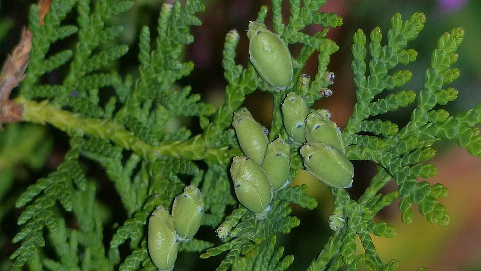 Die unreifen Zapfen der Thuje.