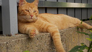 Kater Timmy aus Alteglofsheim ist nach acht Jahren wieder aufgetaucht.