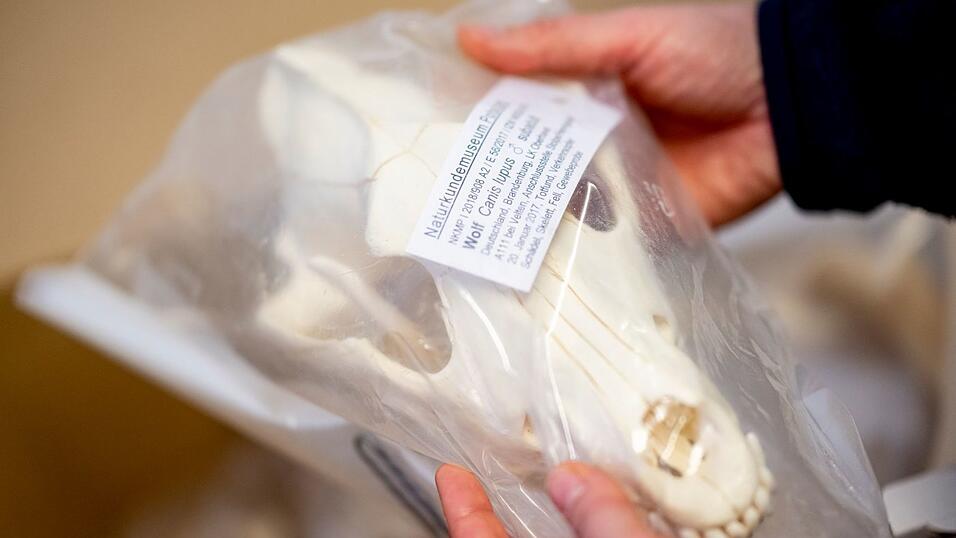 Wolfssch&auml;del in Plastik verpackt - er geh&ouml;rt zur Sammlung im Naturkundemuseum Potsdam.