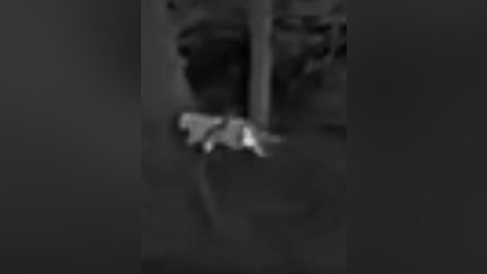 Die Schwarz-Wei&szlig;-Aufnahmen des J&auml;gers zeigen die vermeintliche Gro&szlig;katze.