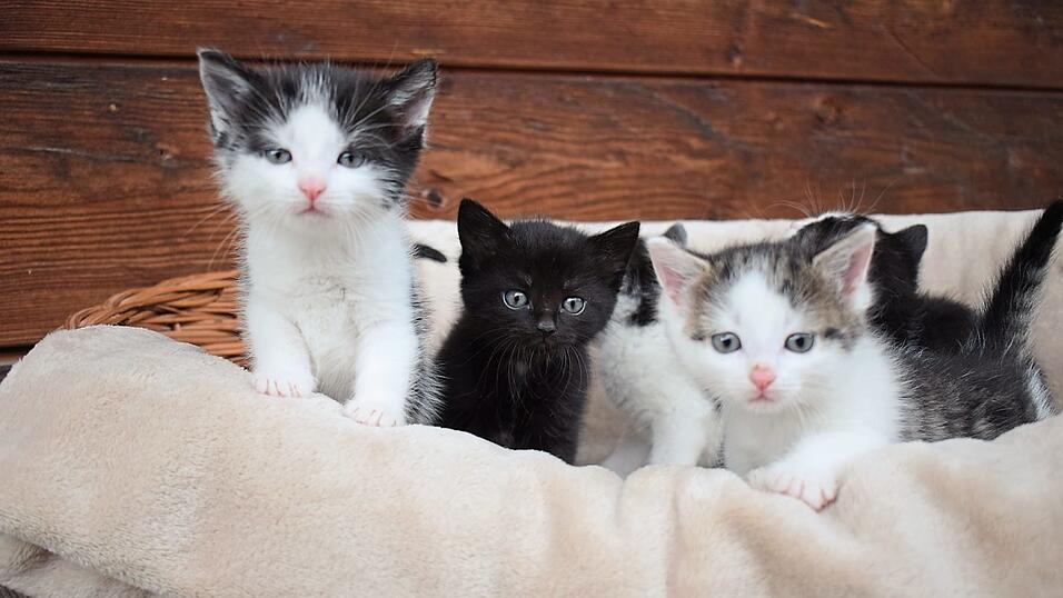 Katzenbabys, 's&uuml;&szlig;' anzusehen, aber nicht immer gewollt.