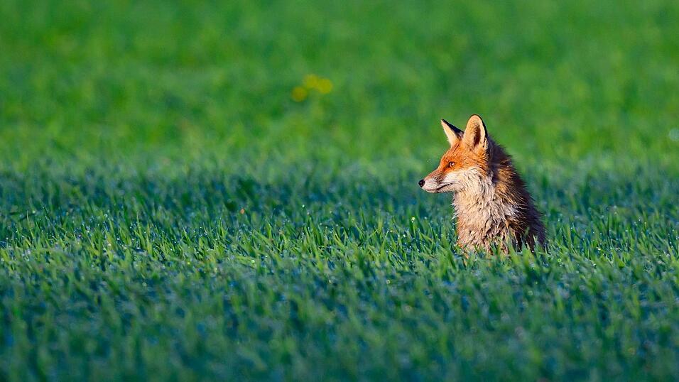 Ein Fuchs soll die Suche in Bayreuth ausgel&ouml;st haben. (Symbolbild)