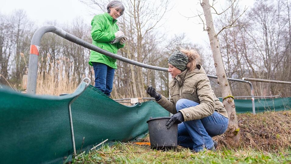 Mit Schutzz&auml;unen wollen Tiersch&uuml;tzer verhindern, dass die Amphibien an Stra&szlig;en zu Tode kommen. (Archivbild)
