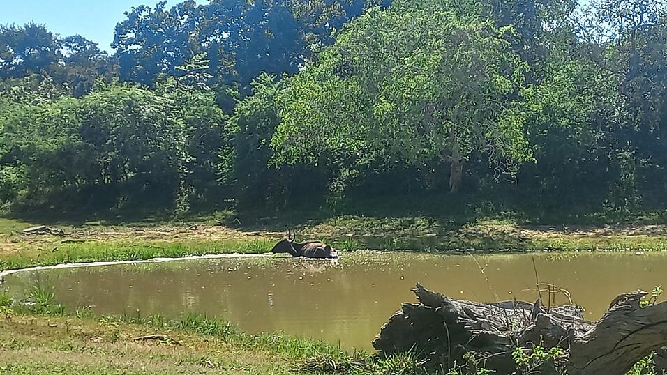 Fotos von Katis Safari im Yala-Nationalpark. Dabei sah die Weltreisende viele wilde Tiere, war aber von vielen anderen Fahrzeugen umgeben.