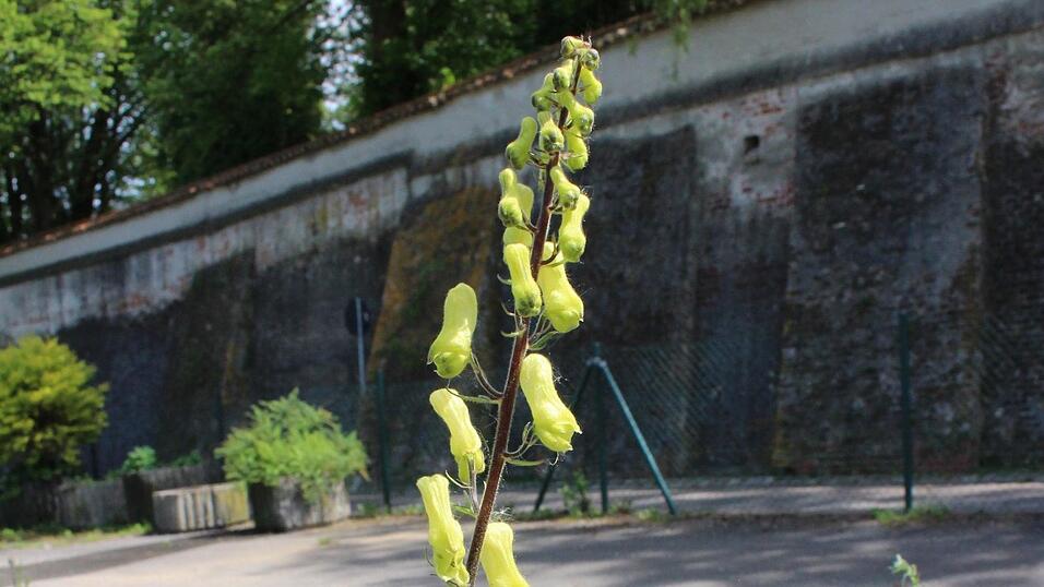 Wenige Bestände in Deutschland: Gelber Eisenhut (Aconitum vulparia). Wenige Bestände in Deutschland: Gelber Eisenhut (Aconitum vulparia).