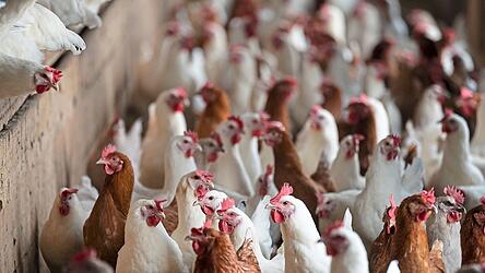 Die Krankheit ist insbesondere f&uuml;r Gefl&uuml;gel hochansteckend.