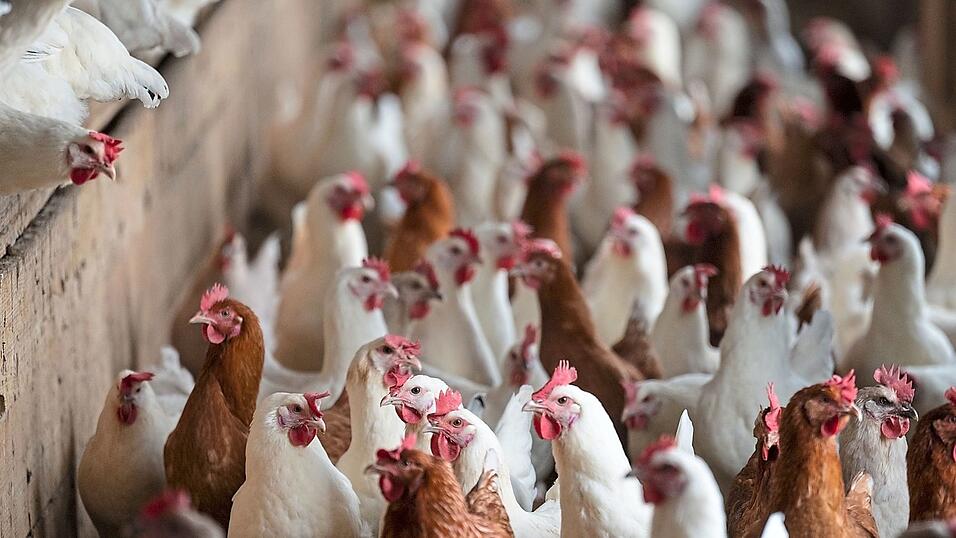 Die Krankheit ist insbesondere f&uuml;r Gefl&uuml;gel hochansteckend.