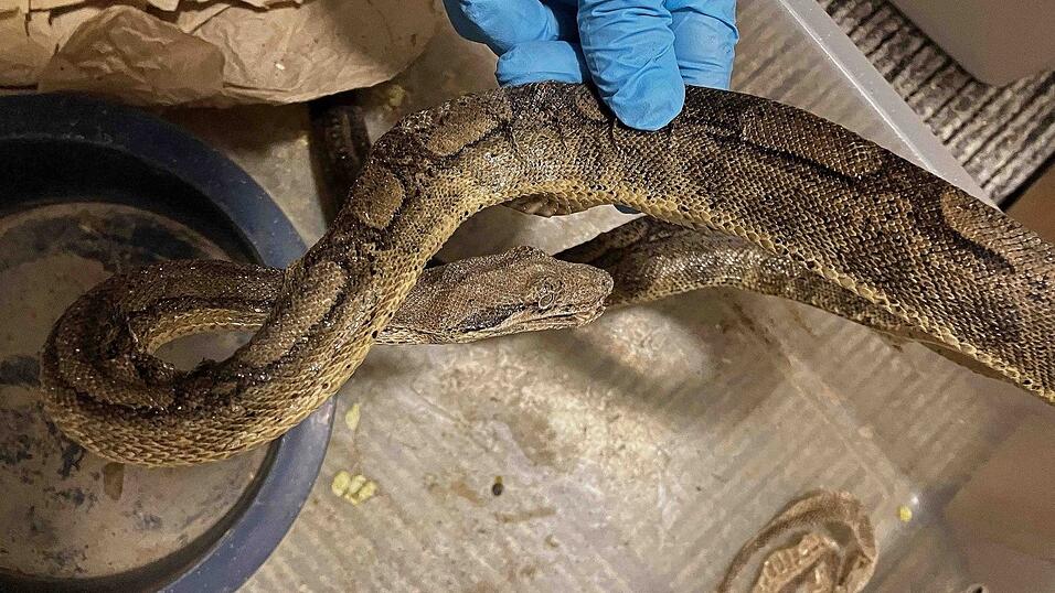 Die Schlangen waren ausgetrocknet und mit Parasiten infiziert