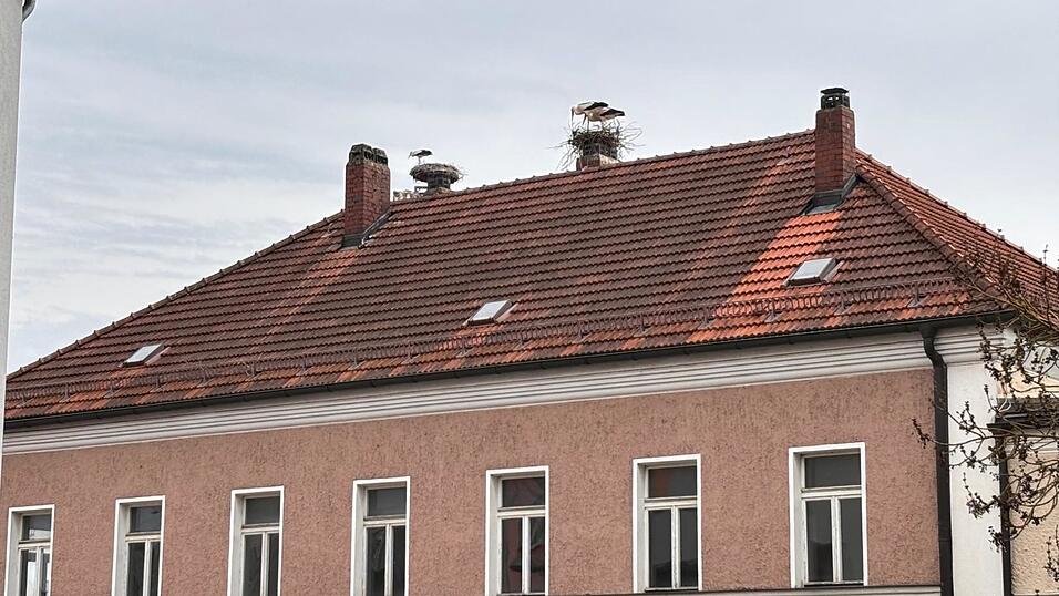 Gleich neben dem Straubinger Horst ist ein Vogelpaar eifrig dabei, ein neues Nest zu errichten.