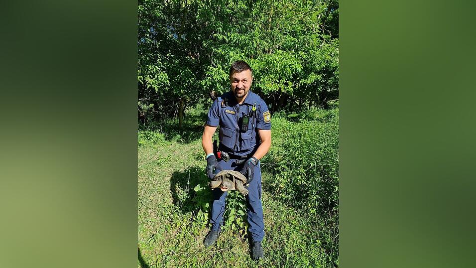 Beamte nahmen das Tier mit zur Polizeiinspektion Ochsenfurt, nachdem die Schildkr&ouml;te auf einem Fahrradweg bei Sommerhausen gefunden worden war. (Foto: PP Unterfranken)