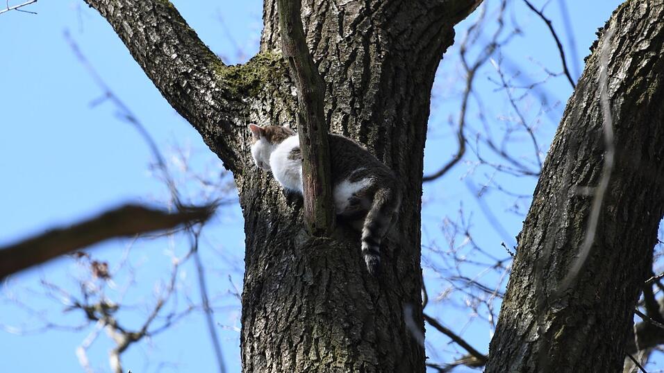Um die Katze aus ihrer schwierigen Lage zu befreien, begaben sich zwei Feuerwehrleute im Korb an der Drehleiter in luftige Höhen. Um die Katze aus ihrer schwierigen Lage zu befreien, begaben sich zwei Feuerwehrleute im Korb an der Drehleiter in luftige Höhen.