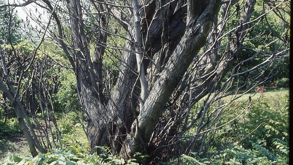 Eine typische mehrst&auml;mmige Kaukasische Fl&uuml;gelnuss, die bis zu 40 Meter hoch und breit werden kann.