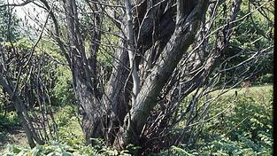 Eine typische mehrstämmige Kaukasische Flügelnuss, die bis zu 40 Meter hoch und breit werden kann. Eine typische mehrstämmige Kaukasische Flügelnuss, die bis zu 40 Meter hoch und breit werden kann.