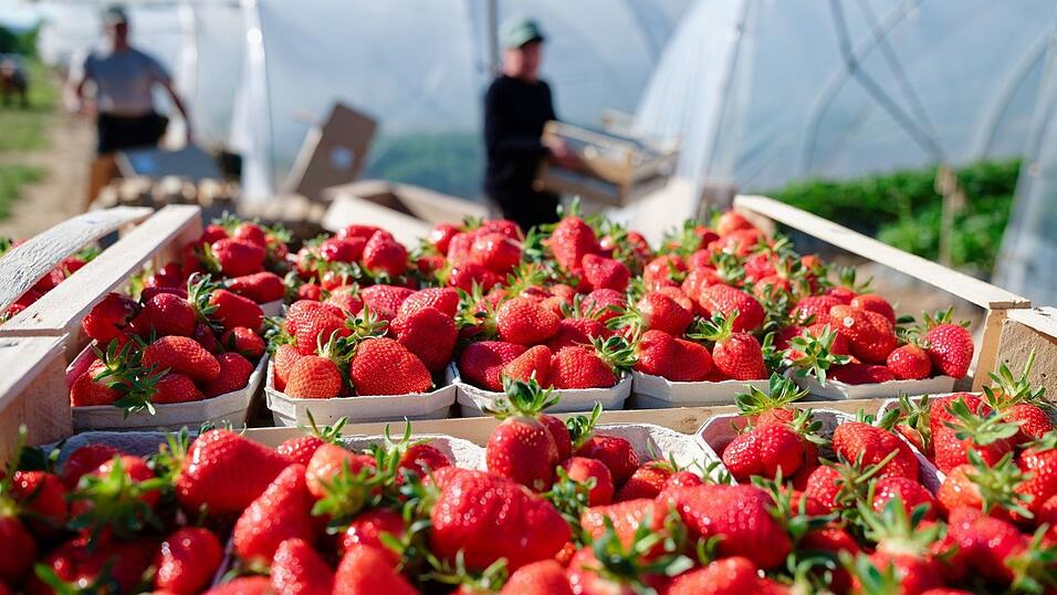 Verbraucher können aktuell besonders günstig Erdbeeren kaufen. (Archivbild) Verbraucher können aktuell besonders günstig Erdbeeren kaufen. (Archivbild)