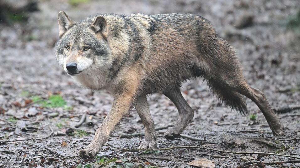 Es gibt wieder Wolfsnachwuchs in Baden-Württemberg. (Archivbild) Es gibt wieder Wolfsnachwuchs in Baden-Württemberg. (Archivbild)