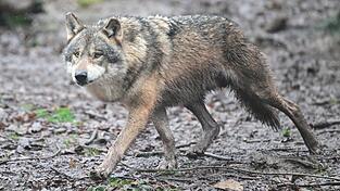 Es gibt wieder Wolfsnachwuchs in Baden-Württemberg. (Archivbild) Es gibt wieder Wolfsnachwuchs in Baden-Württemberg. (Archivbild)