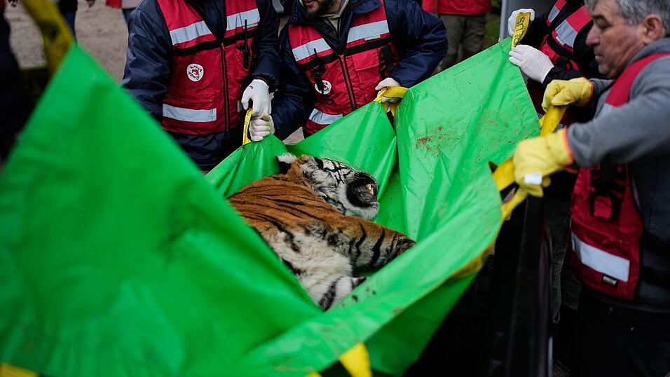 Die Tierschutzorganisation Vier Pfoten leitet die Rettungsaktion. Die Tierschutzorganisation Vier Pfoten leitet die Rettungsaktion.