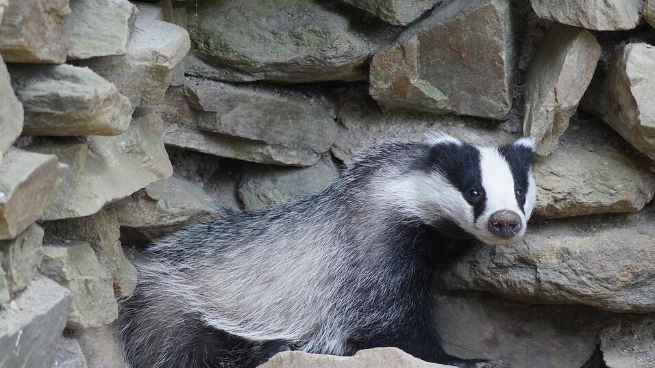 &bdquo;Elsa&ldquo; hat sich gut in Lohberg eingelebt. Ihre Freundin &bdquo;Resi&ldquo; ist momentan noch etwas scheu, was sich aber schnell legen d&uuml;rfte.