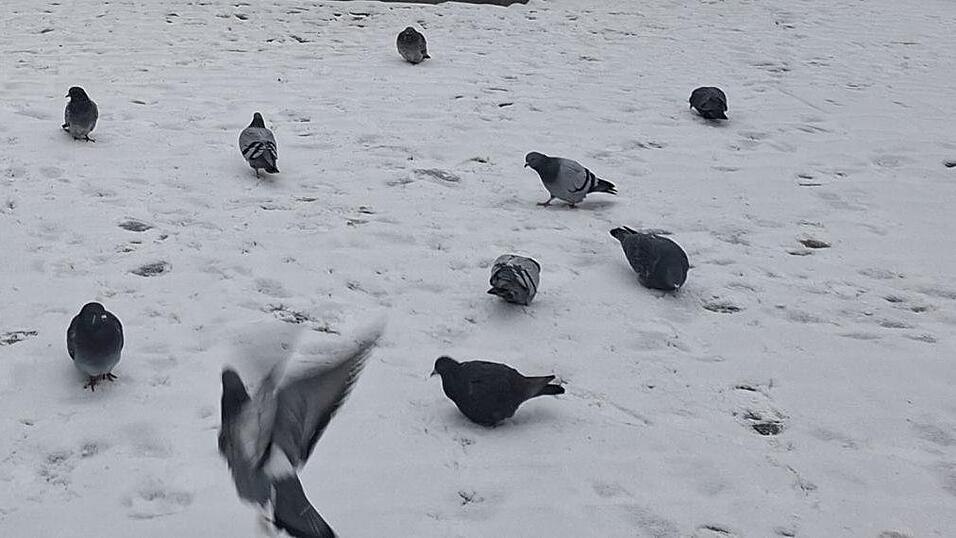 Tauben f&uuml;hlen sich &bdquo;barf&uuml;&szlig;ig&ldquo; im Schnee wohl. Menschen in winterungeeigneten Schuhen nicht unbedingt.