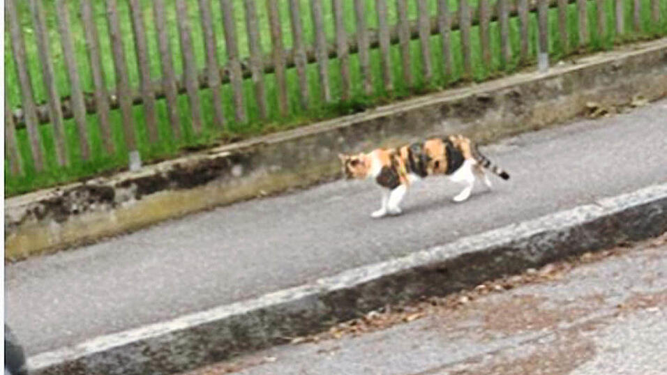 Weil der Halter von seiner 'Mietzi' kein Bild hat, sucht der Ergoldinger Tierschutzverein mit einem Foto von Lily. Die Tiere sehen sich sehr ähnlich. Weil der Halter von seiner 'Mietzi' kein Bild hat, sucht der Ergoldinger Tierschutzverein mit einem Foto von Lily. Die Tiere sehen sich sehr ähnlich.